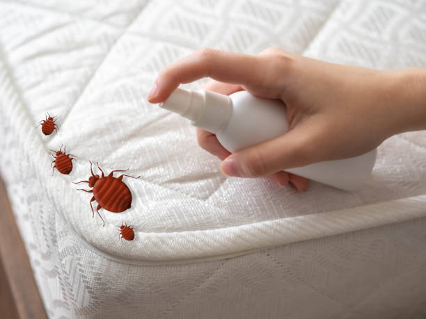 Best Affordable Pest Control Services  in Richwood, WV